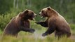 Graban esta feroz pelea entre dos osos 'grizzly' en una carretera de Canadá
