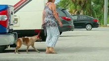 Mulher é detida após pontapear e quase sufocar o seu cão