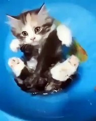 Réputé pour être méfiant envers l'eau, ce chaton est loin d'avoir peur de l'eau... Surprenant 