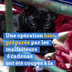 La panthère d'Armentières a été volée au zoo de Maubeuge