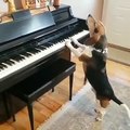 Une belle prouesse : un chien romantique chante et joue au piano 