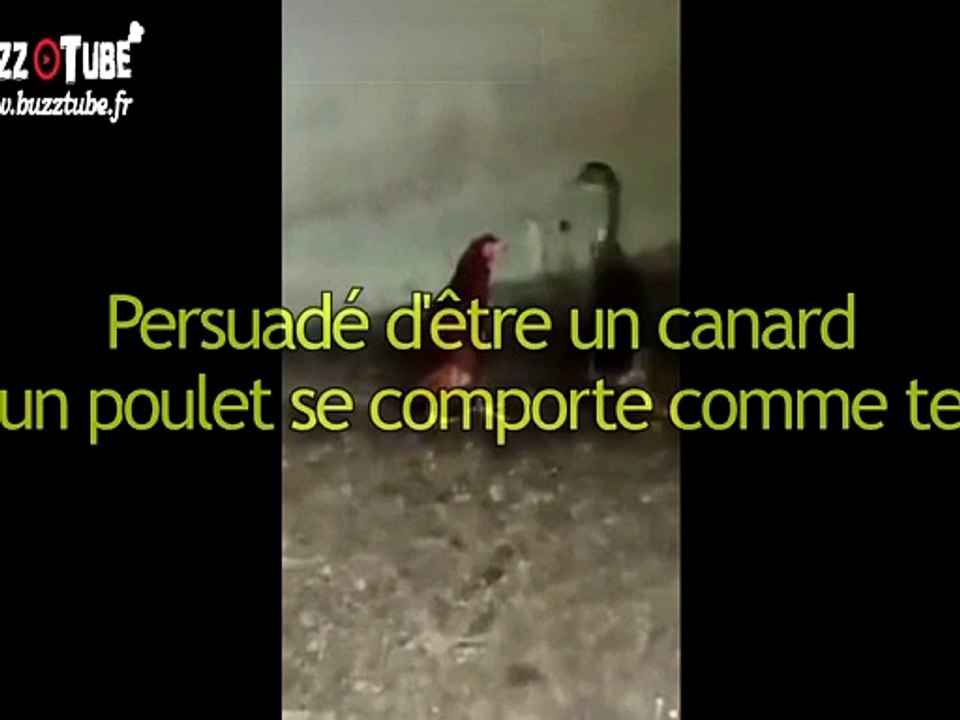 Persuadé d'être un canard, un poulet se comporte comme tel