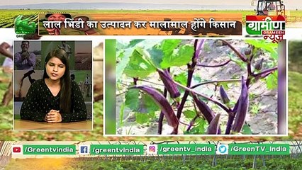 IIVR के वैज्ञानिकों ने इजाद की Red Ladyfinger (लाल भिंडी), उत्पादन कर मालामाल होंगे Kisan