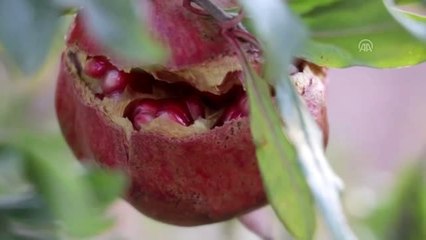 "Karaköprü narı"na coğrafi işaret