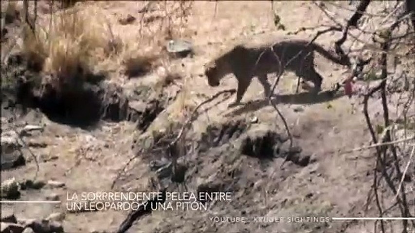 La sorprendente pelea entre un leopardo y una pitón