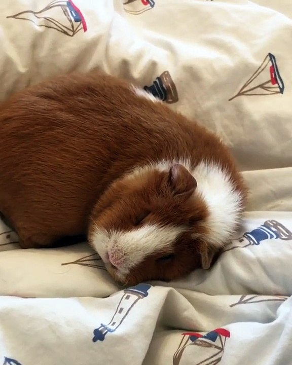 Ce cochon d'inde fait un gros dodo ! He oui un repos bien mérité