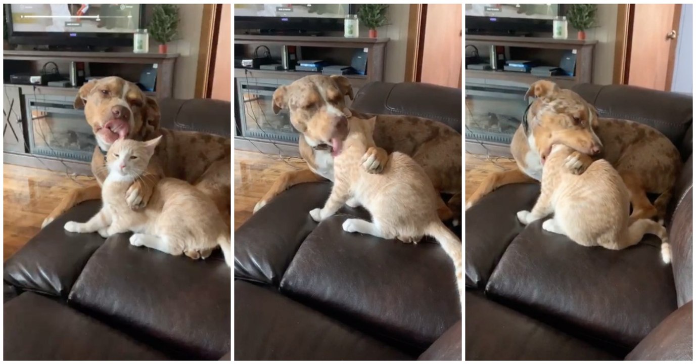 Cão lambe carinhosamente gato perante o olhar da dona... mas não resiste em tentar comê-lo!