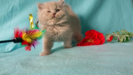 PARKER, chaton british longhair © Summer Love