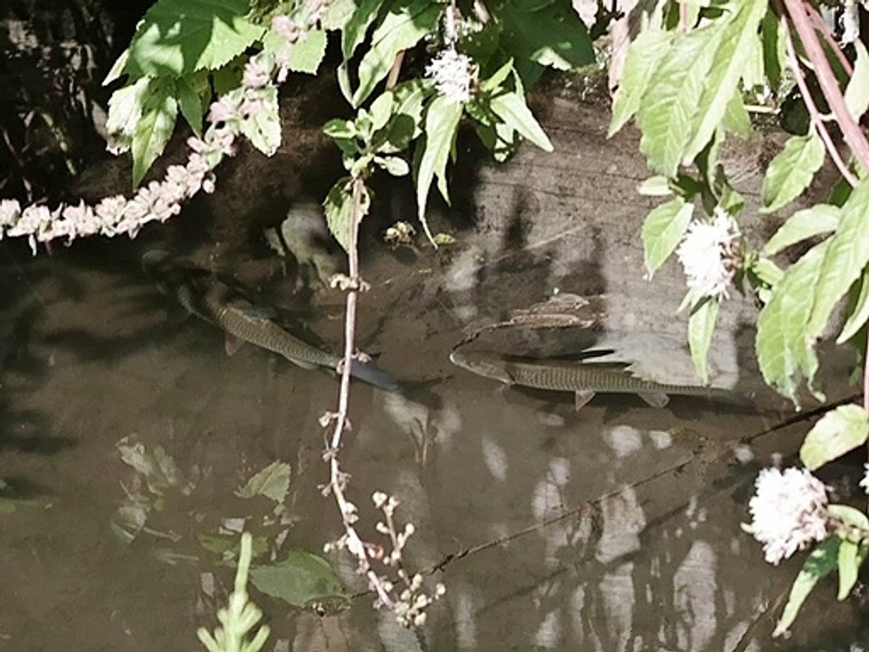 Juvéniles d'ombres arctiques et un jeune saumon du Groënland du 31 août 2019