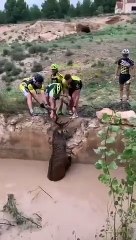 Des cyclistes  en Espagne sauvent un cerf pris au piège dans un trou