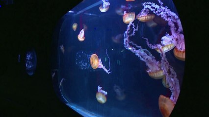 قناديل البحر تزدهر جراء النشاط البشري المدمّر للمحيطات