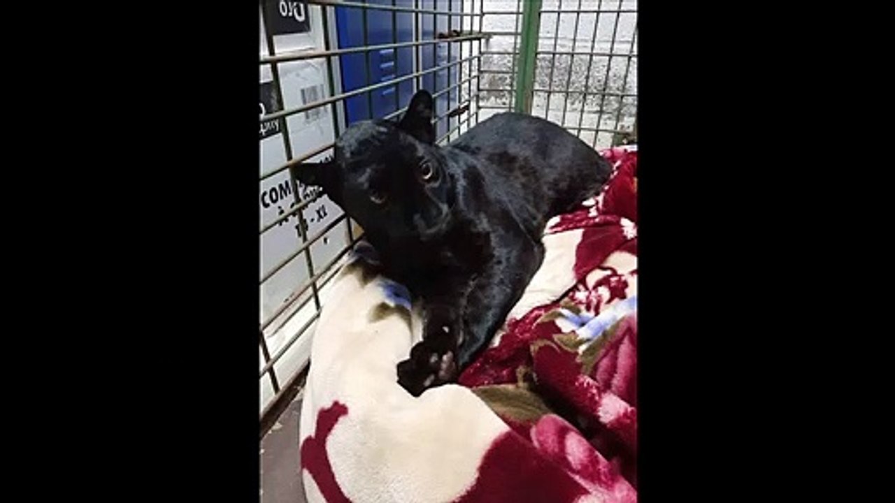 Von Dach geretteter Panther aus Zoo gestohlen