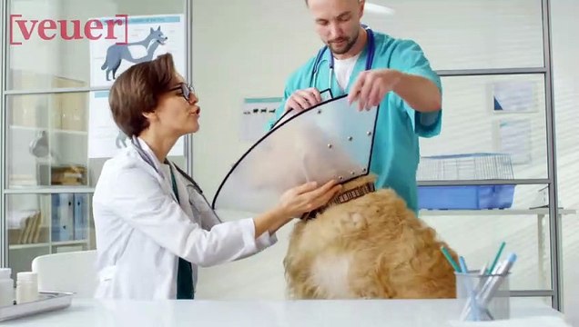 Veterinarian Suicides Continue To Rise As Vets Meet To Find A Solution