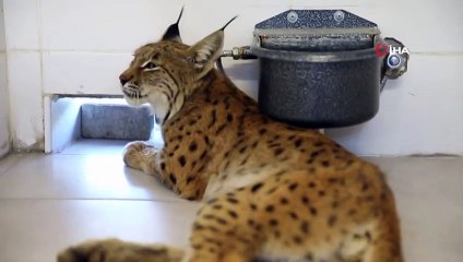 Vatandaşlar Tarafından Bulunan Yaralı Vaşak, Koruma Altına Alındı