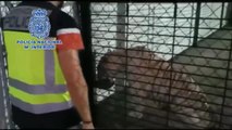 Detienen a una pareja de narcos que tenía un tigre albino como mascota en su chalet de Alicante