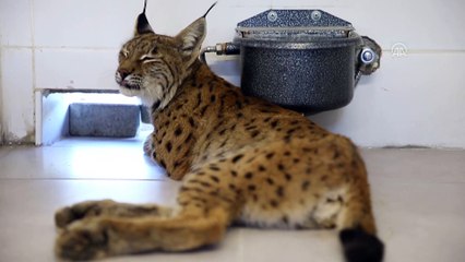 Yaralı vaşak, korumaya alındı - DENİZLİ