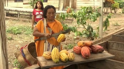 Watch: Peru's coca farmers encouraged to switch to cacao crop