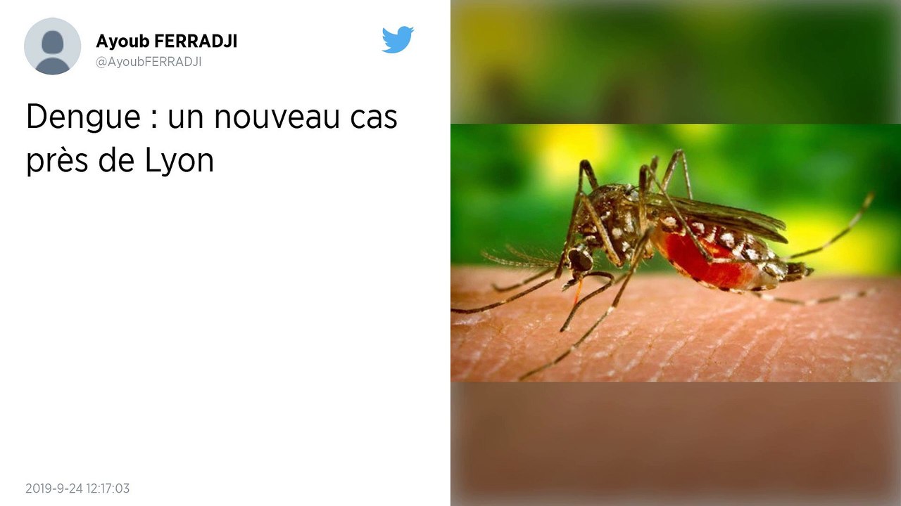 Un cas découvert près de Lyon : la dengue, une maladie de moins en moins tropicale