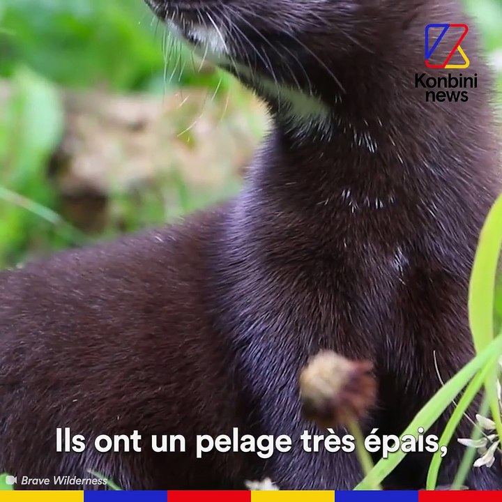 Visons l'enfer en cage
