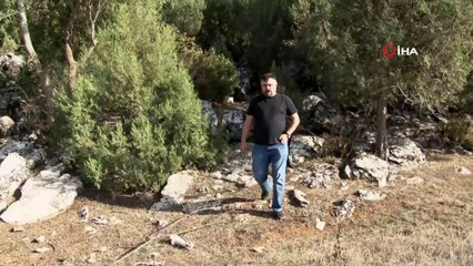 Türü tehlike altında olan vaşağı yaralı halde bulan hayvan sever o anları anlattı