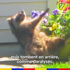 Aux Etats-Unis, les ratons laveurs "zombies" effraient les habitants