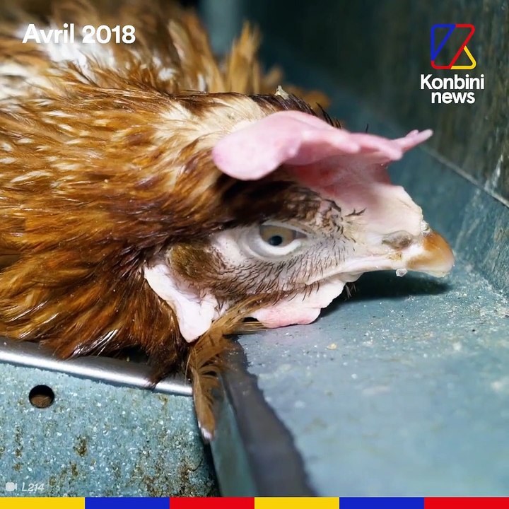 L'enfer des poules en cage