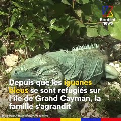 Bonne nouvelle dans le monde animal