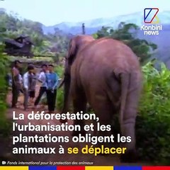 Hommes et éléphants : une cohabitation conflictuelle