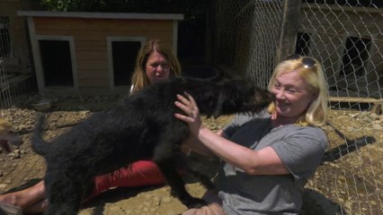 Brits Rescue Romanian Dogs - Episode 4