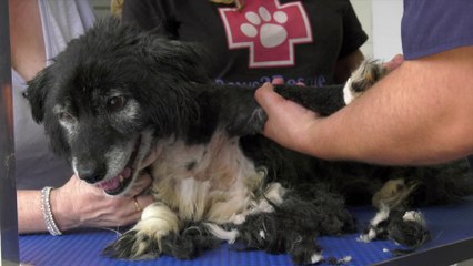 Brits Rescue Romanian Dogs - Episode 2