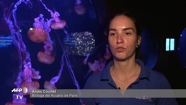 La desestabilización de los océanos favorece la proliferación de las medusas