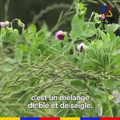 Alain, agriculteur en Normandie, a décidé d’arrêter tous les pesticides
