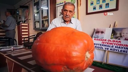 Dev Bal Kabakları Sarıgöl'de de Yetiştirilecek