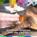 Même en France, les tortues sont victimes de la pollution plastique | Reportage d'Hugo Clément