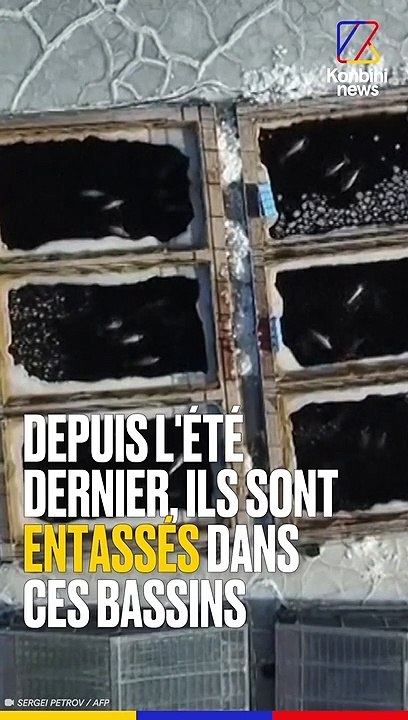 Orques et bélugas en Russie : ils seront bientôt libres !