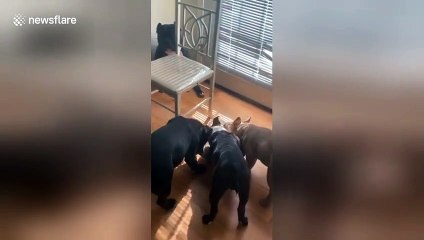 Dog-gone kids! American Bulldog is TIRED of being a dad and hides from puppies