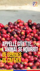 L'exploitation des civettes : la face cachée du café de luxe