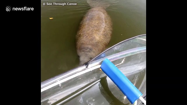 Curious dolphins and manatees fascinated by clear boat in Florida