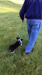 Ce chien ne veut pas se balader, il se fait traîner sur l'herbe !