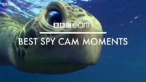 Best Of Wild Animals Caught on Spy Cam - BBC Earth