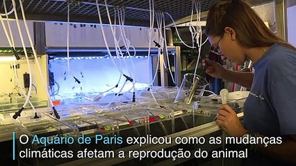 Águas-vivas sobrevivem