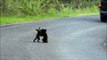 2 oursons s'amusent en plein milieu de la route... Adorable