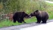 Face à face impressionnant entre 2 énormes ours en pleine route