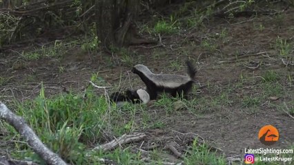 Cette maman ratel sauve son petit des griffes d'un léopard