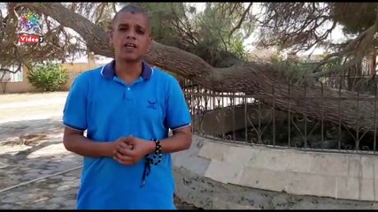 أرض بهنسا.. هنا يرقد آلاف الصحابة وتقف شجرة العذراء