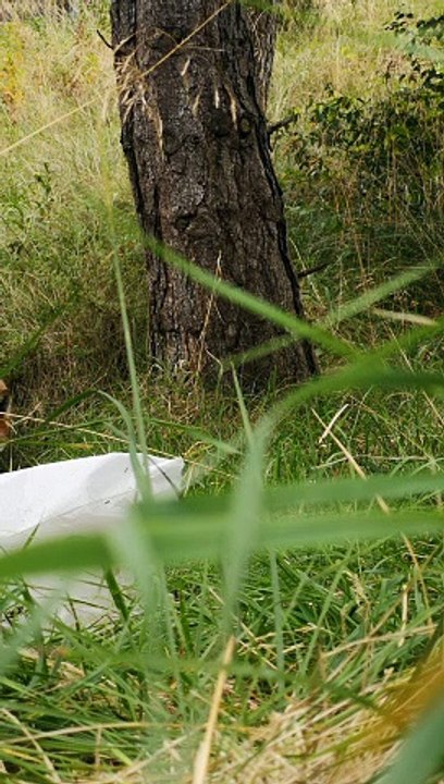 Fox Finds Phone and Flees