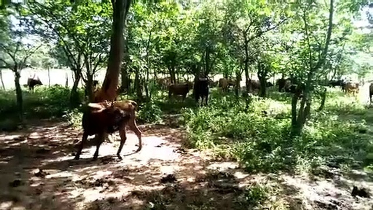 Lélouma : à la découverte des pâturages de Daraaya ! Les terres de toutes les convoitises pour les éleveurs.