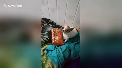 Sound on: Whining chihuahua cries for Cheetos