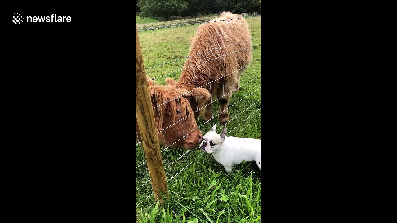 Actual cowlick: Happy French bulldog loves getting licked clean by cow buddies