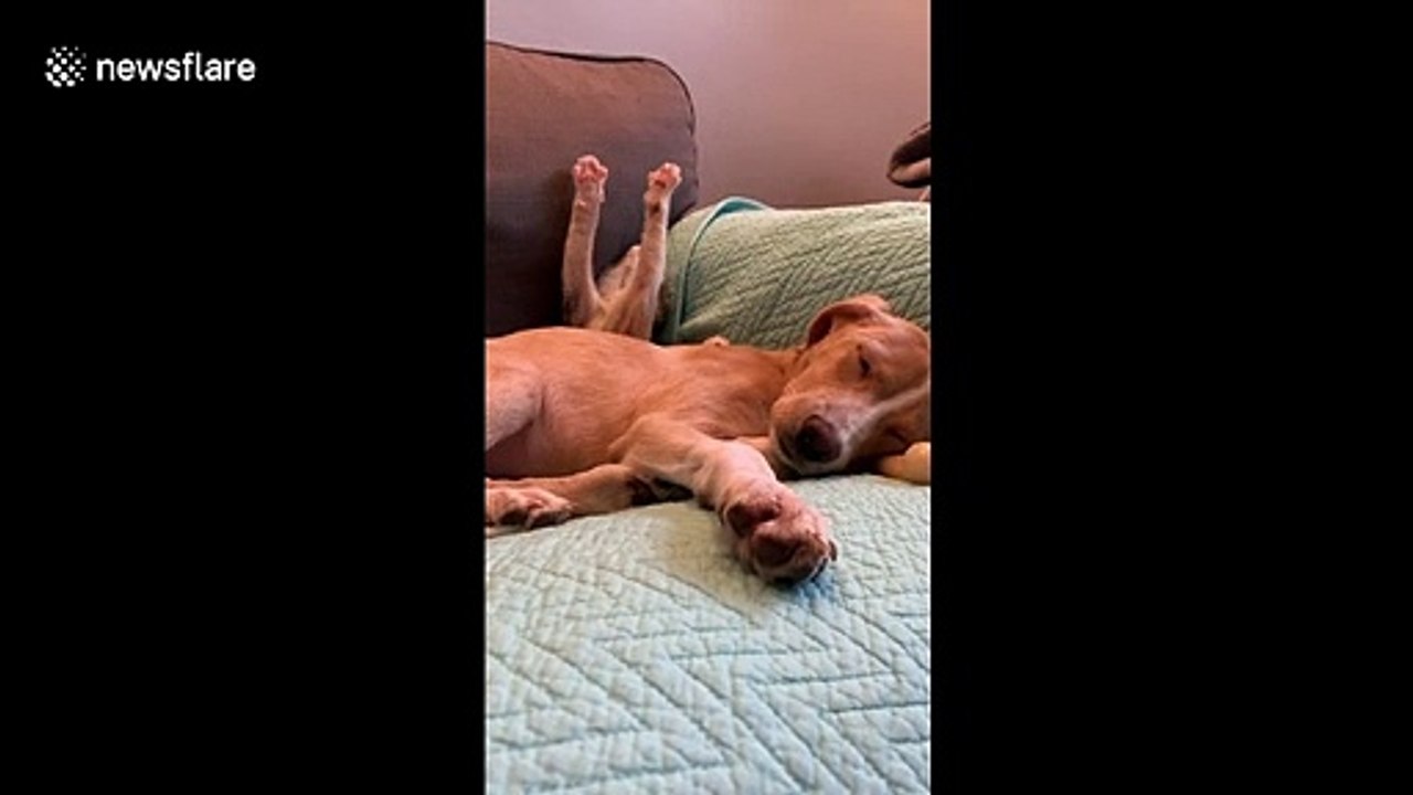 Kitten stretches VERY dramatically while napping next to puppy buddy